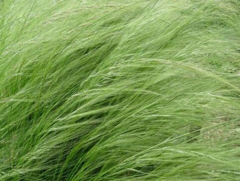 弯叶画眉草 眉草种子弯叶眉草种子星星草蚊子草