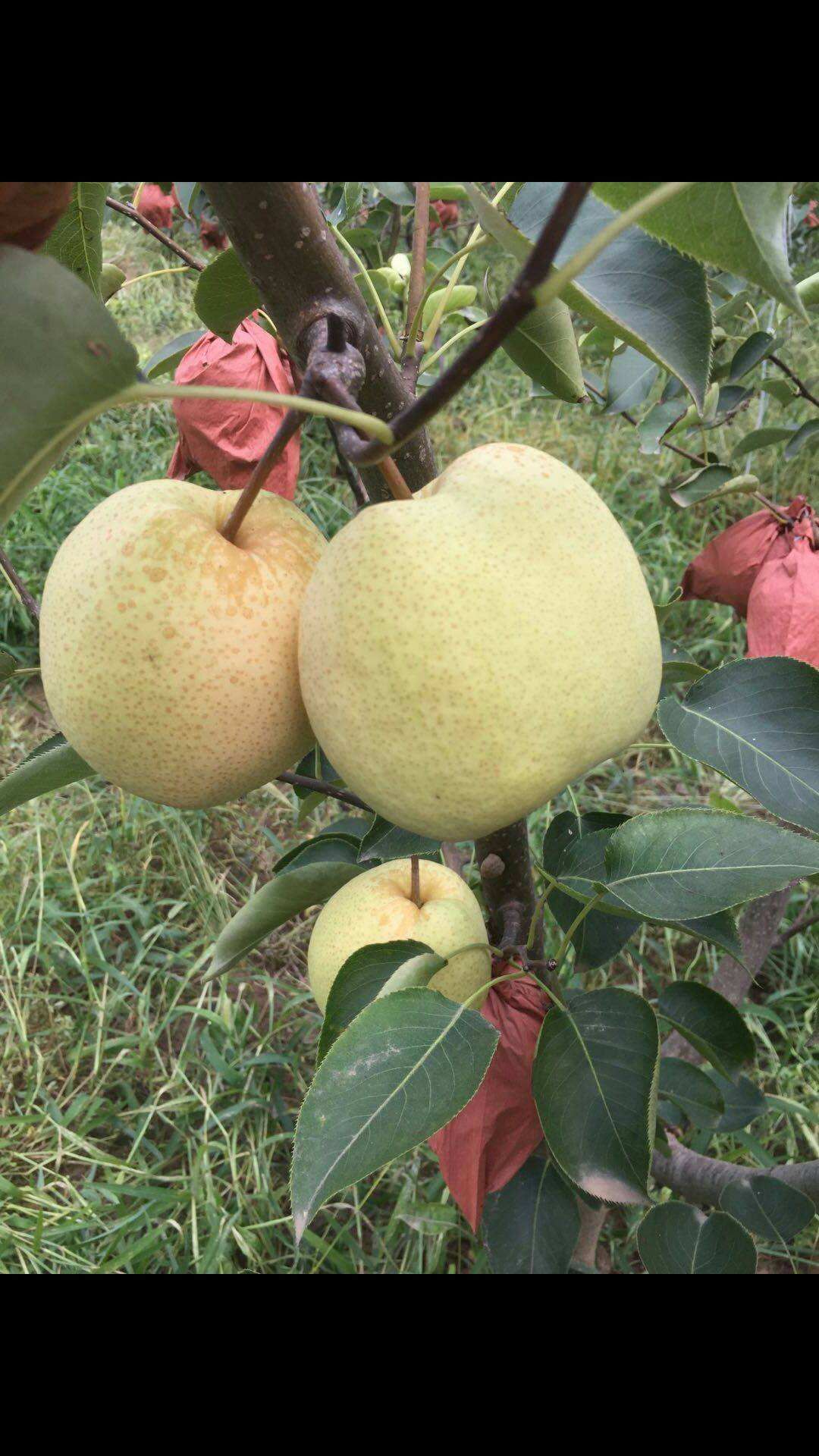 大荔县和蒲城县两个县酥梨正在热卖中（代发、代办）