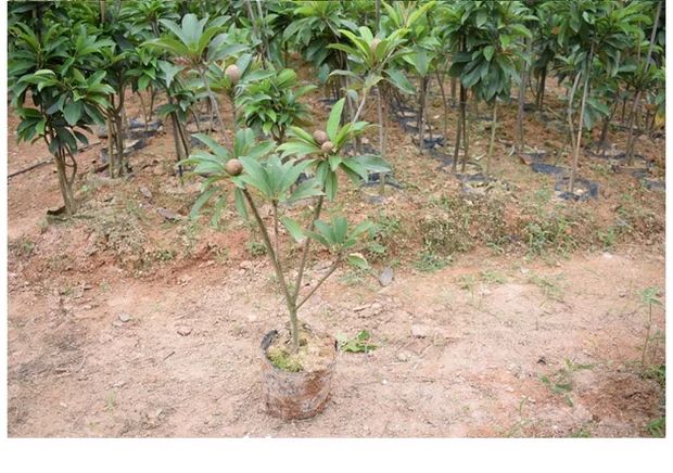 人心果树苗 人心果苗四季南方种植越南果树苗当年结果盆栽地栽人参果带果发货