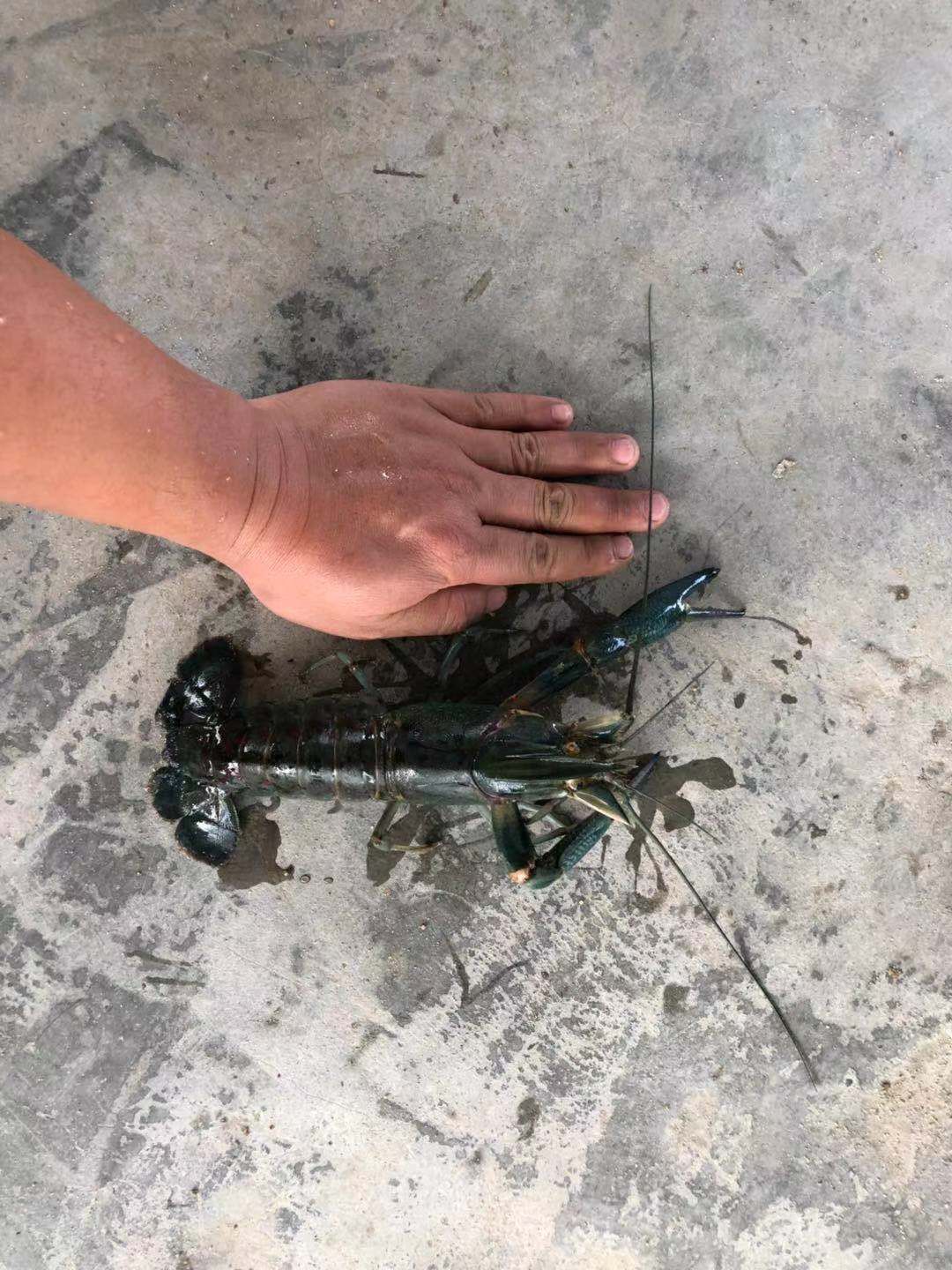 澳洲淡水小龙虾