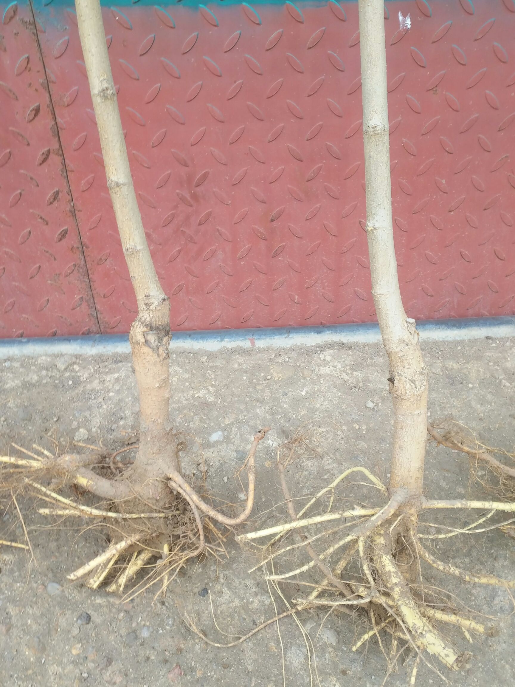 黑珍珠桑树苗 桑椹树苗，亩产效益万元不等