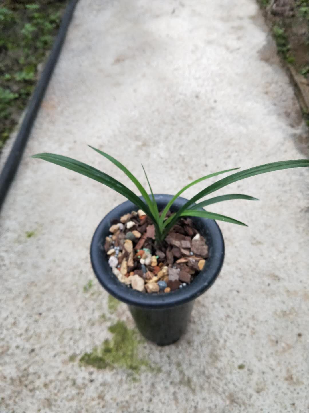  春兰荷瓣素心——张荷素