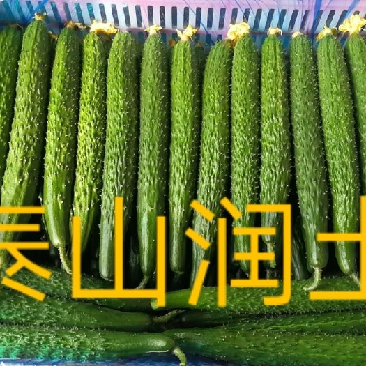 山东泰安德兴隆农业优质密刺黄瓜南方市场商超平台直供  油亮条