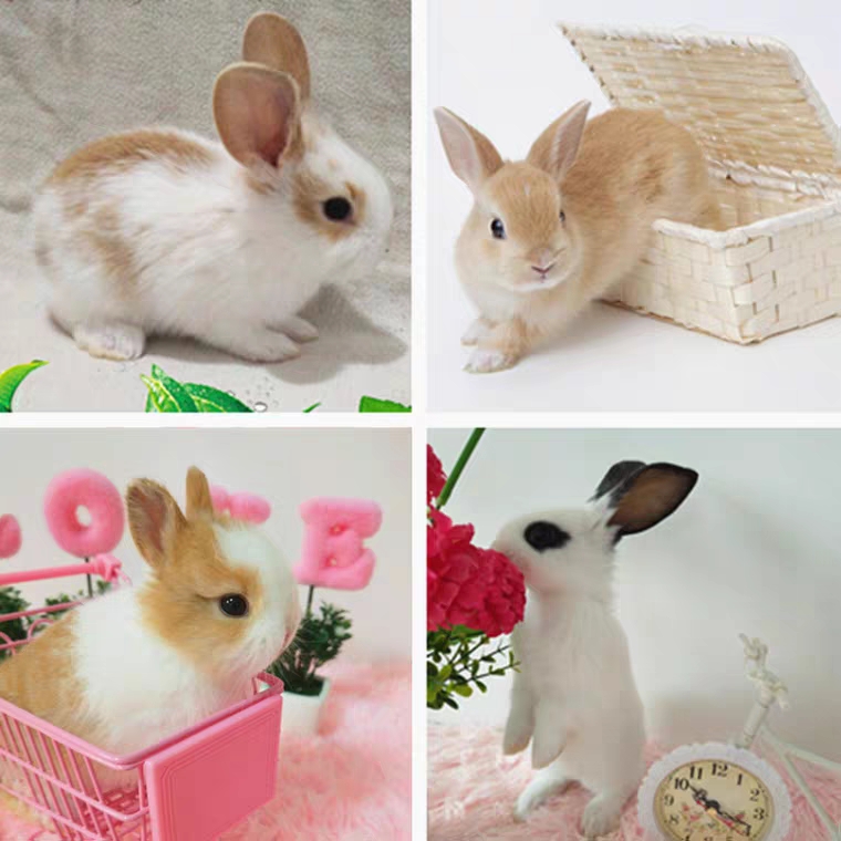  兔子活物宠物海棠凤眼侏儒兔小型迷你茶杯兔垂耳兔随机发货价格