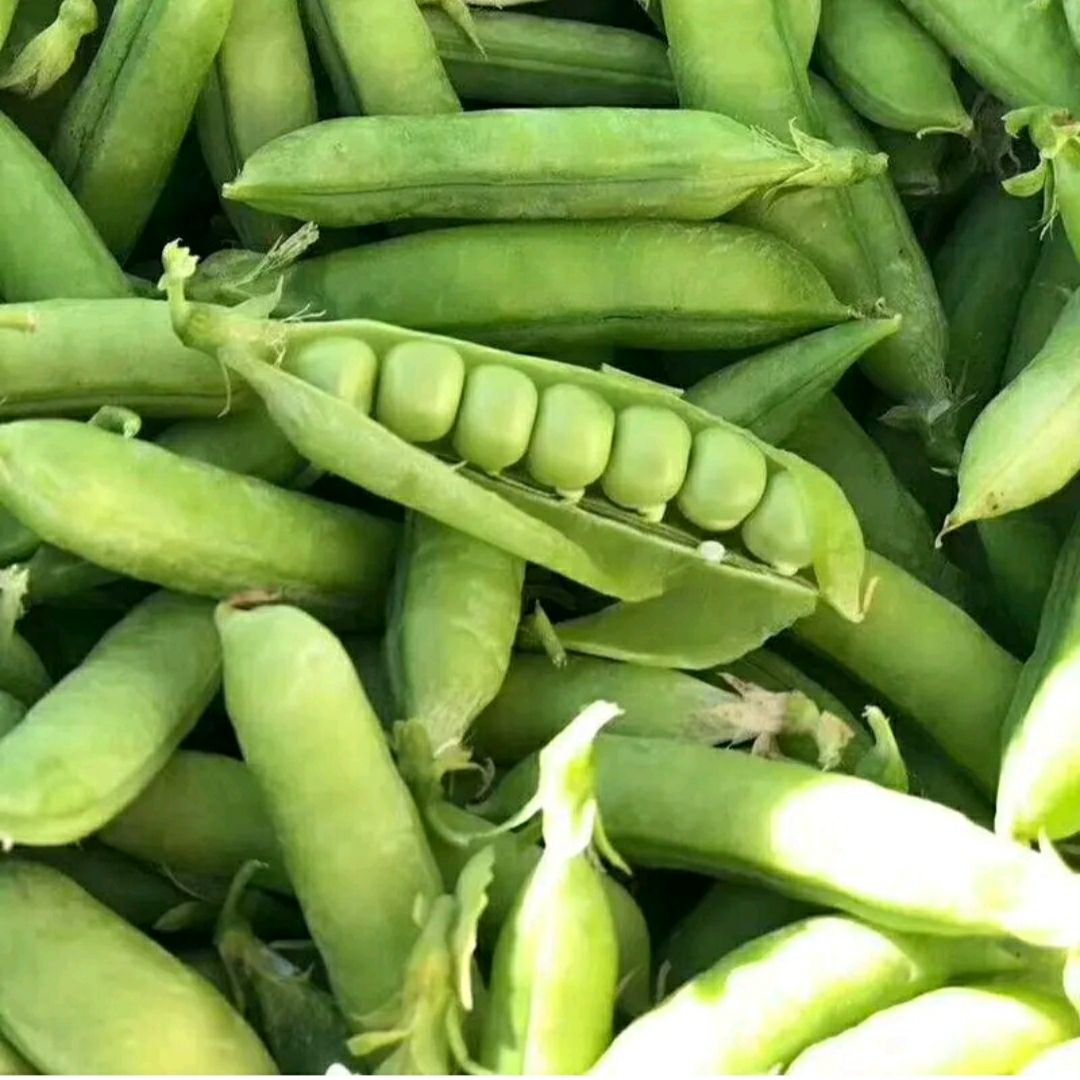 [豌豆批发] 精品鲜豌豆价格0.85元/斤 - 惠农网