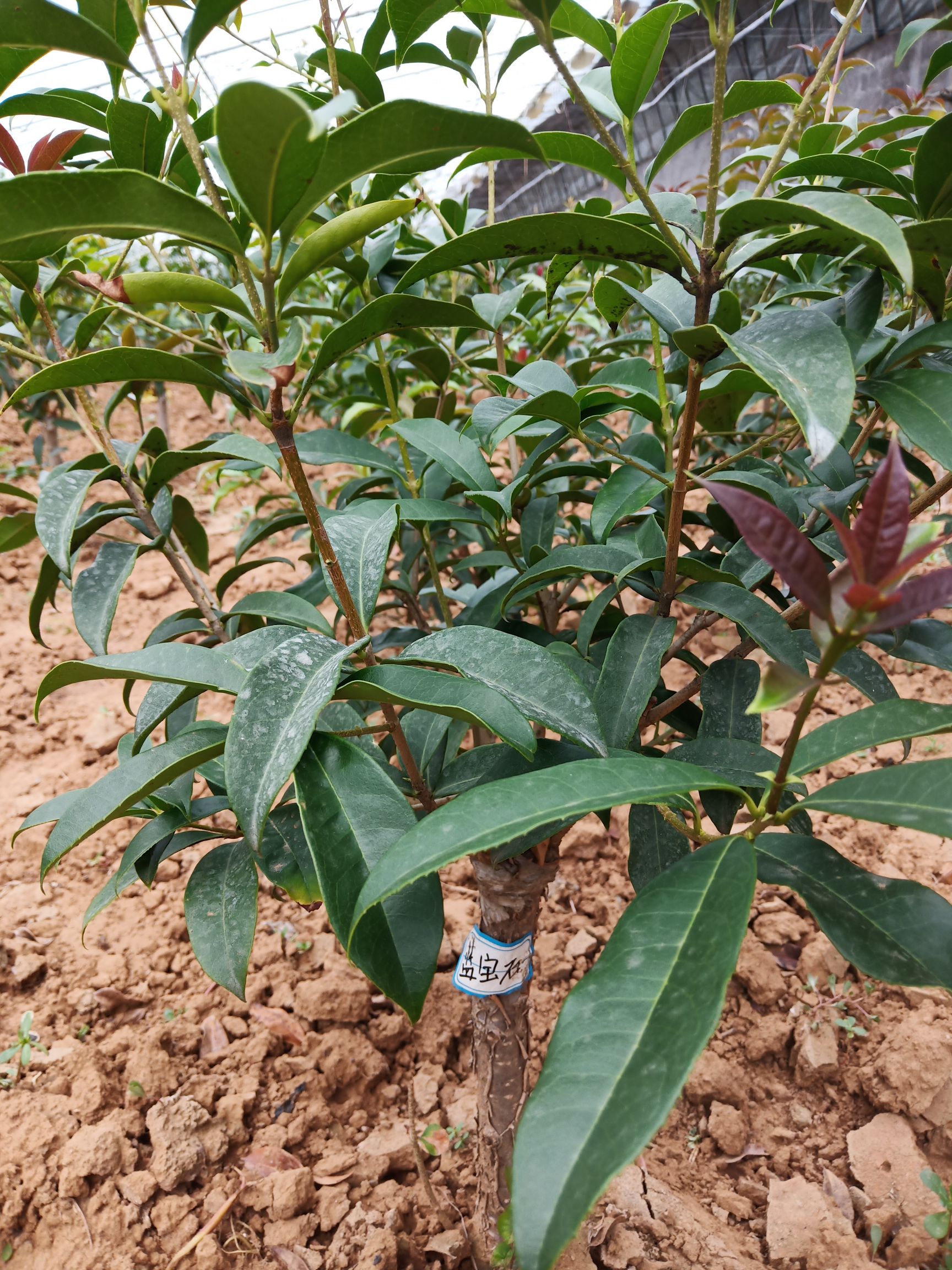 地笼桂花 销售桂花