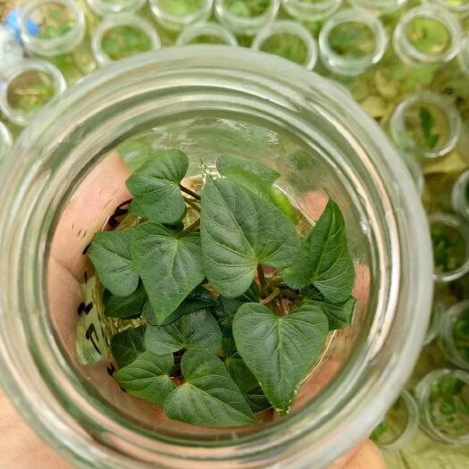 富平县商薯19红薯苗  商薯19苗，西瓜红密薯苗