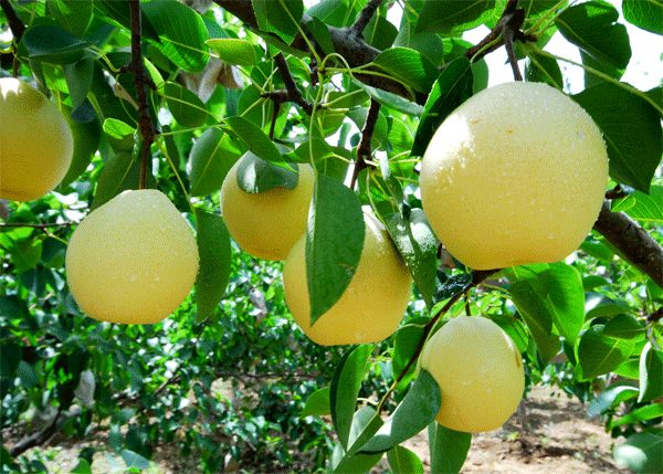 大荔县和蒲城县两个县酥梨正在热卖中（代发、代办）