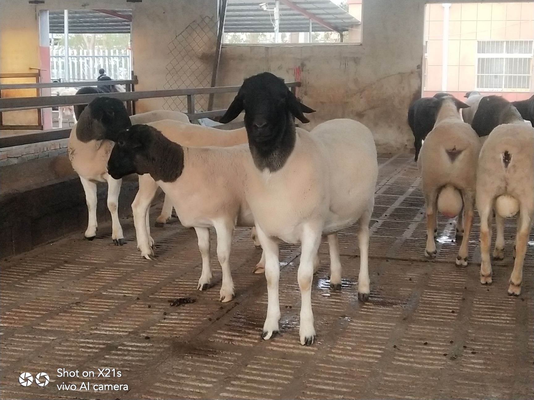  出售纯种杜波绵羊