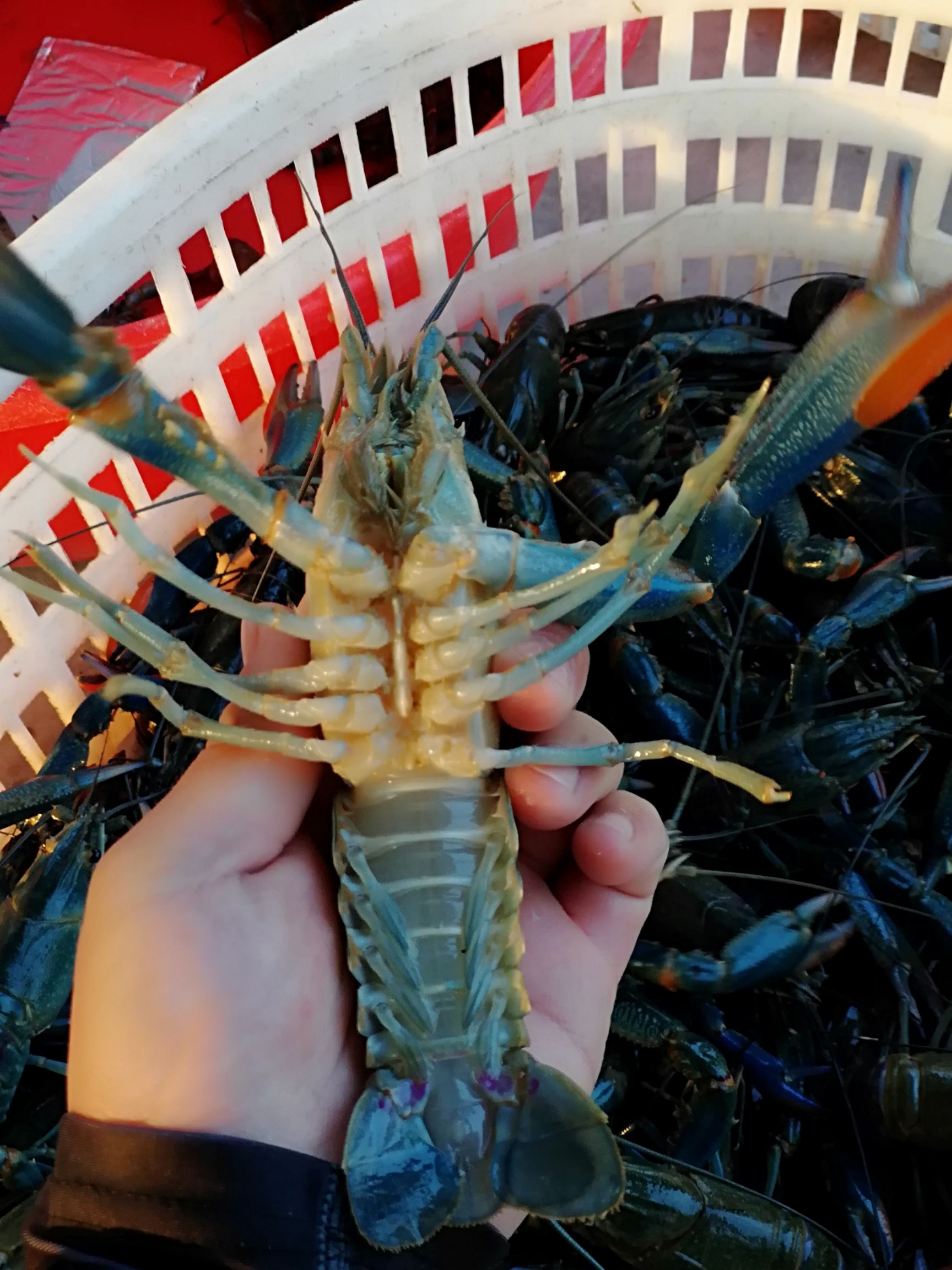 澳洲淡水小龙虾