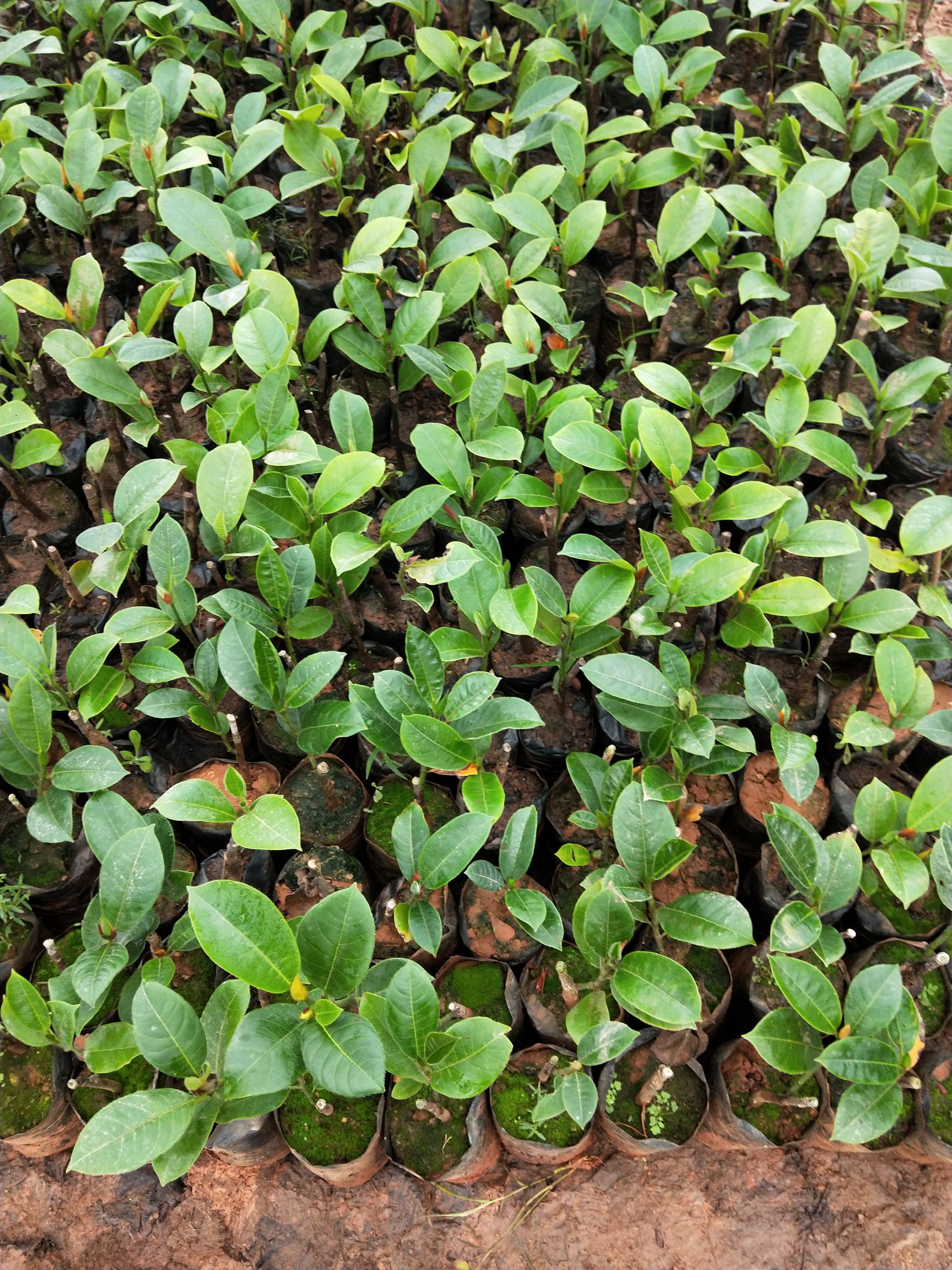 泰国榴莲苗 留连苗