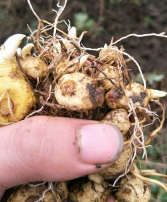 安徽富强生态农业黄精种苗生长快产量高！