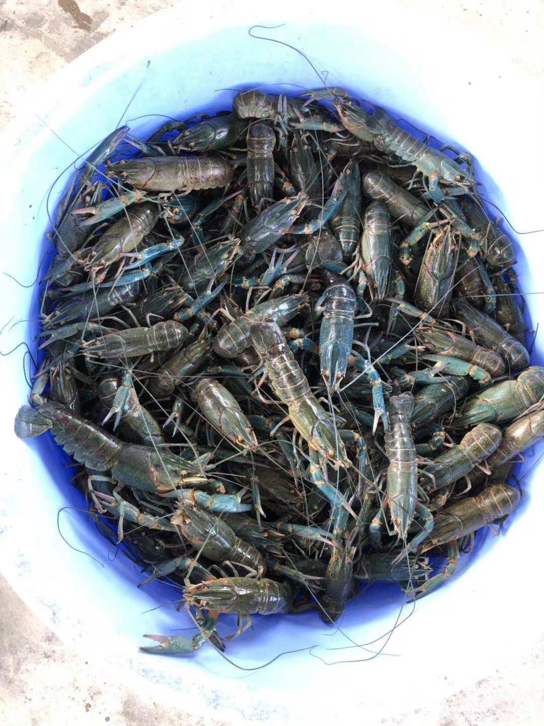 澳洲淡水小龙虾