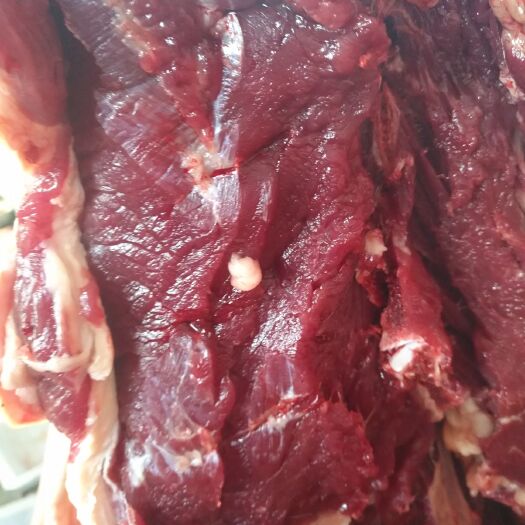 宁津县 山东德州小毛驴现宰新鲜生驴肉
