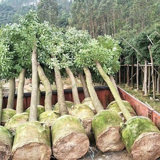 普宁市 香樟树苗，小苗，移植袋树苗