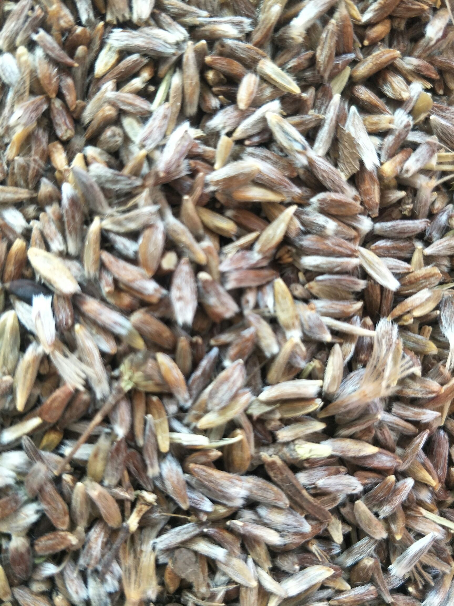 苍术种子 朱砂点北苍术种籽