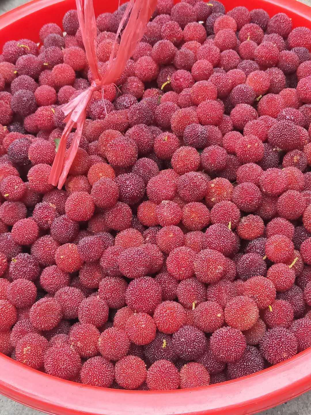 粉红种杨梅 1.5 - 2cm