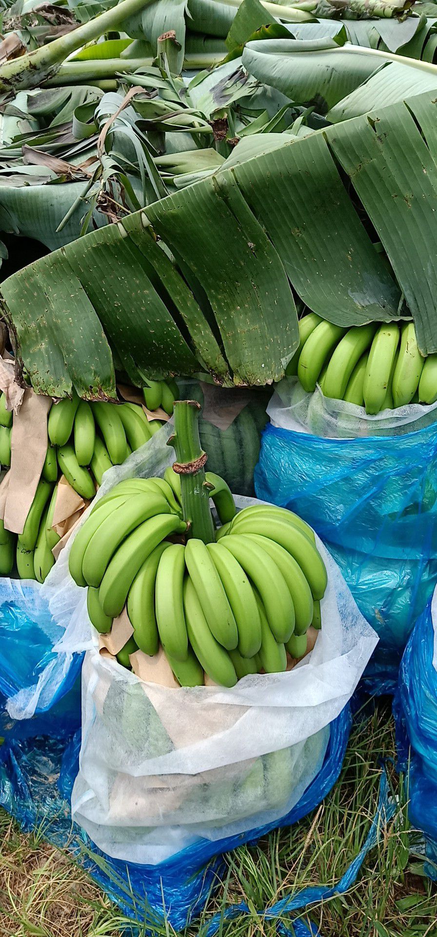  一年四季不断货，长期供应云南河口香蕉，价格随行，只收代办费