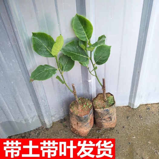 南宁马来西亚一号菠萝蜜苗 马来西亚木波罗红心果苗和黄心果苗批发零售