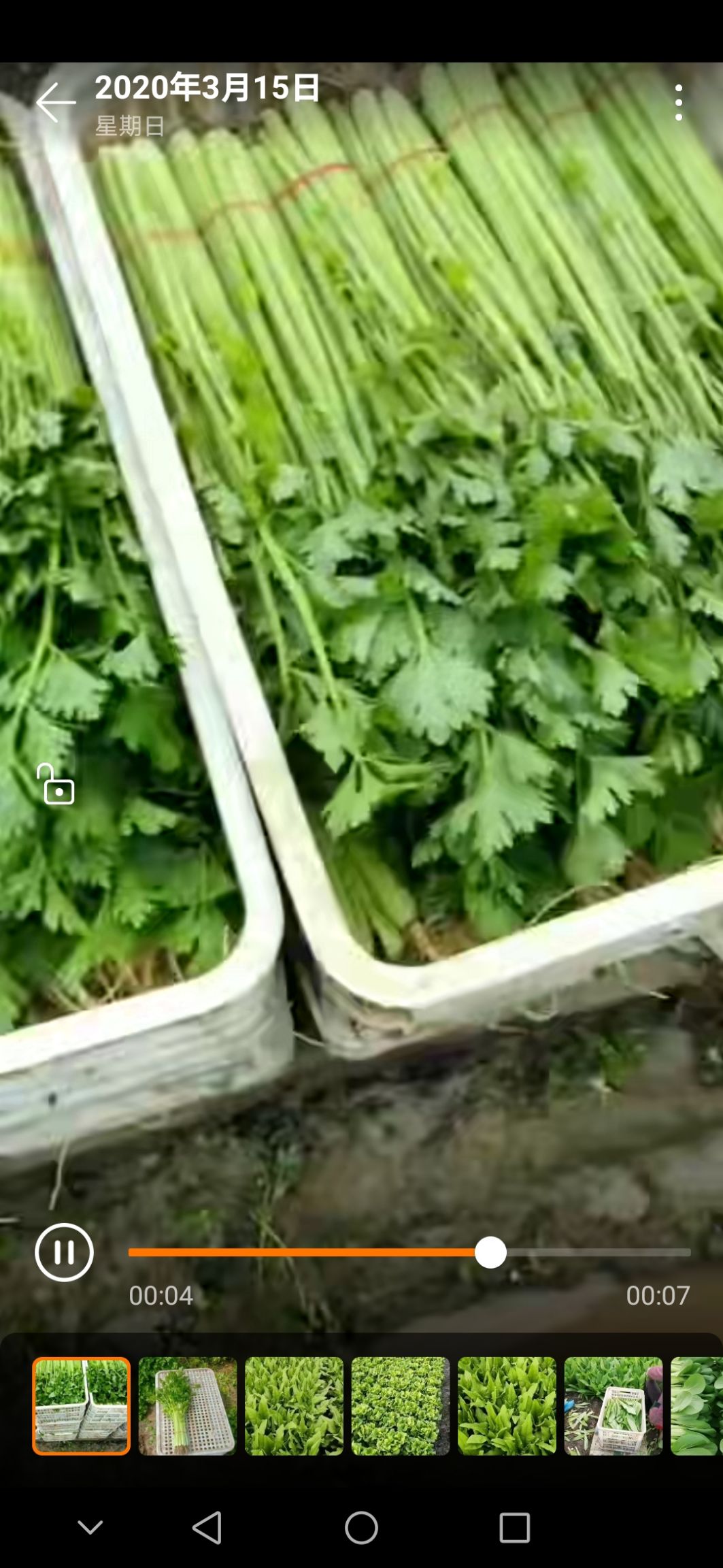  南通万亩蔬菜基地常年供应精品芹菜基地直供实力代办