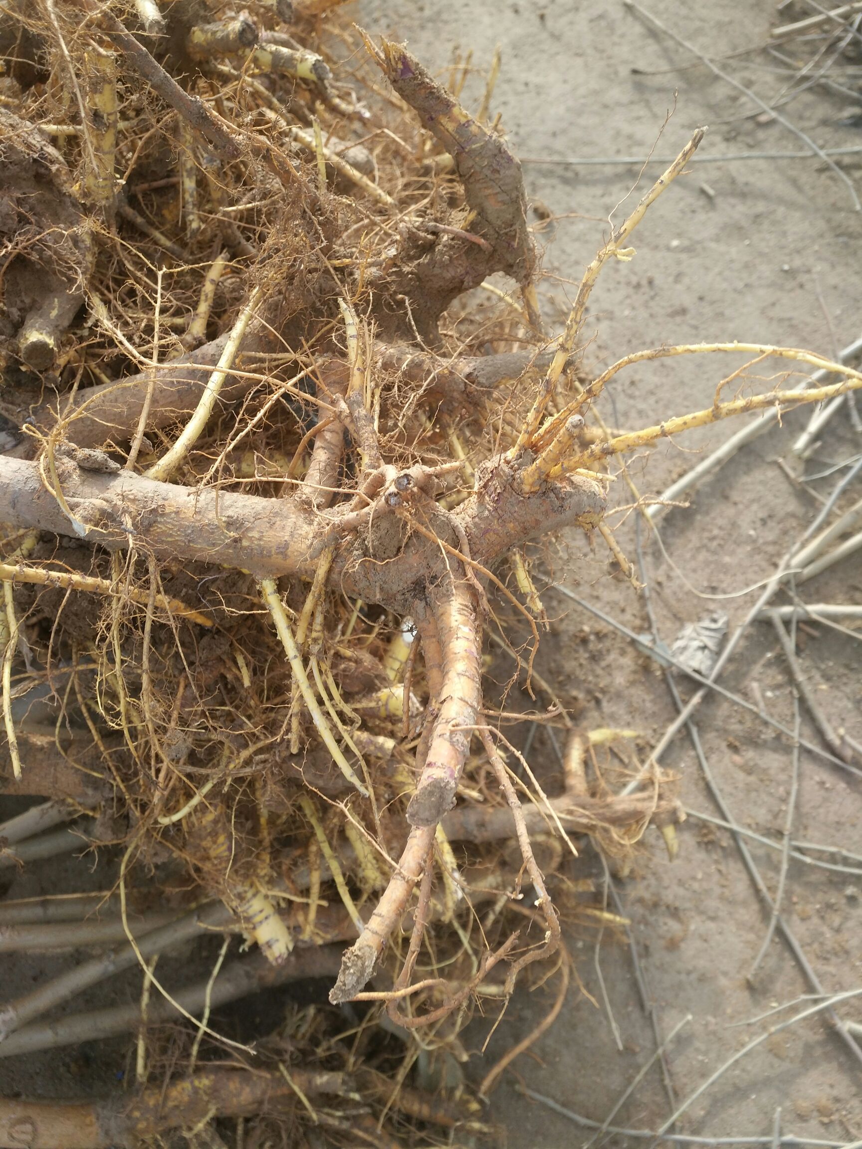 黑珍珠桑树苗 桑椹树苗，亩产效益万元不等