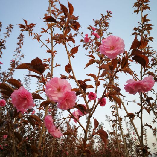 精品紅葉櫻花1.5 農(nóng)戶一手貨質(zhì)量好