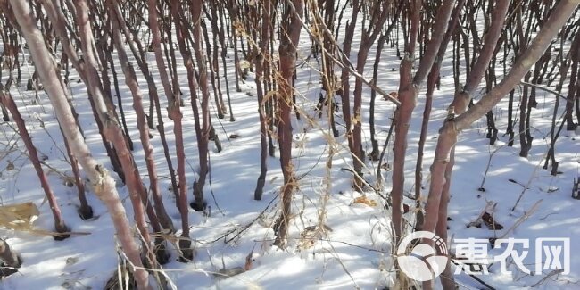 寒富苹果树苗 寒富二刀4年生