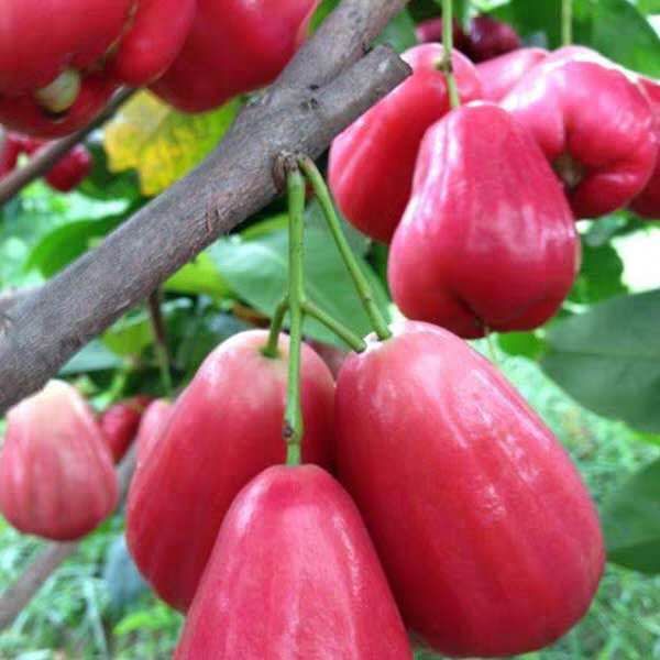 大叶红莲雾苗 优质大叶红莲雾果苗带土带叶发货