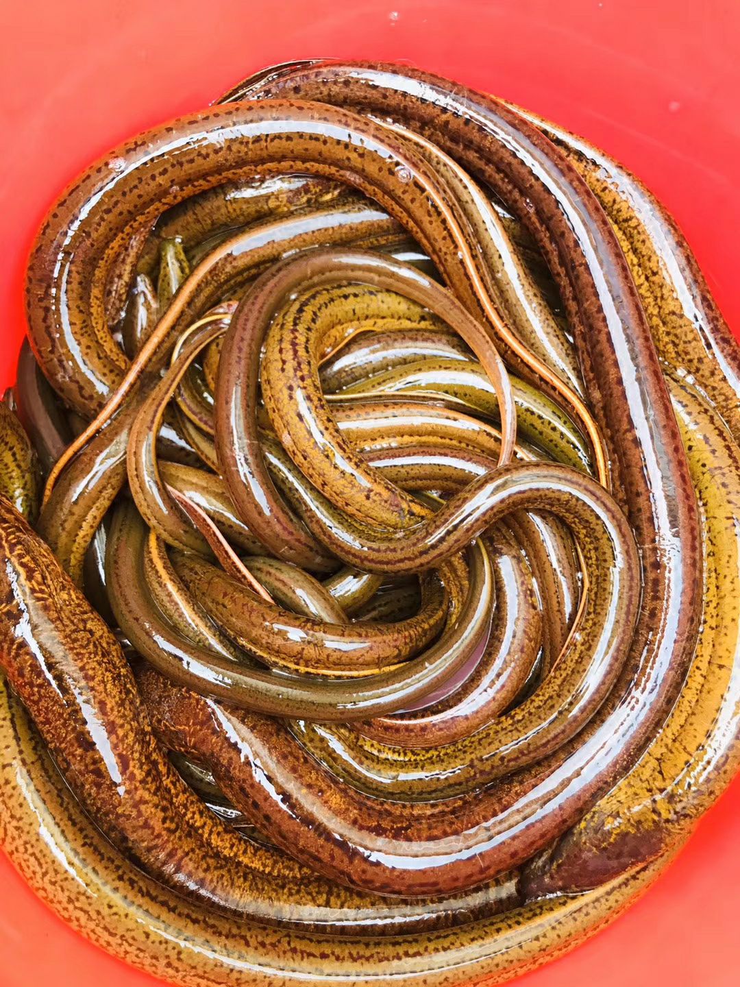 斤货八两上天然大黄鳝，斤货，货源稳定，鲜活到家，洪湖直发