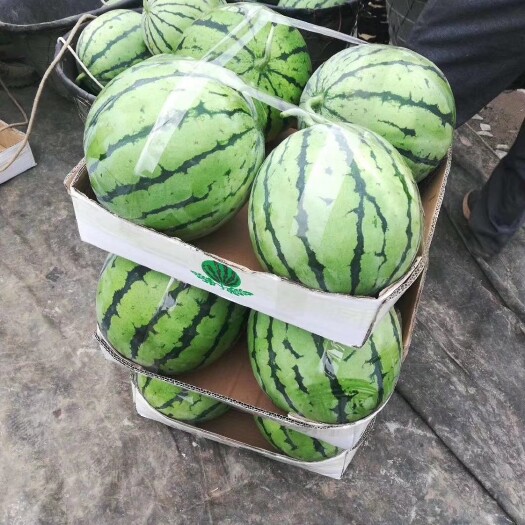 岳阳麒麟西瓜 8424，甜王，美都，产地直接供应，质量保证！
