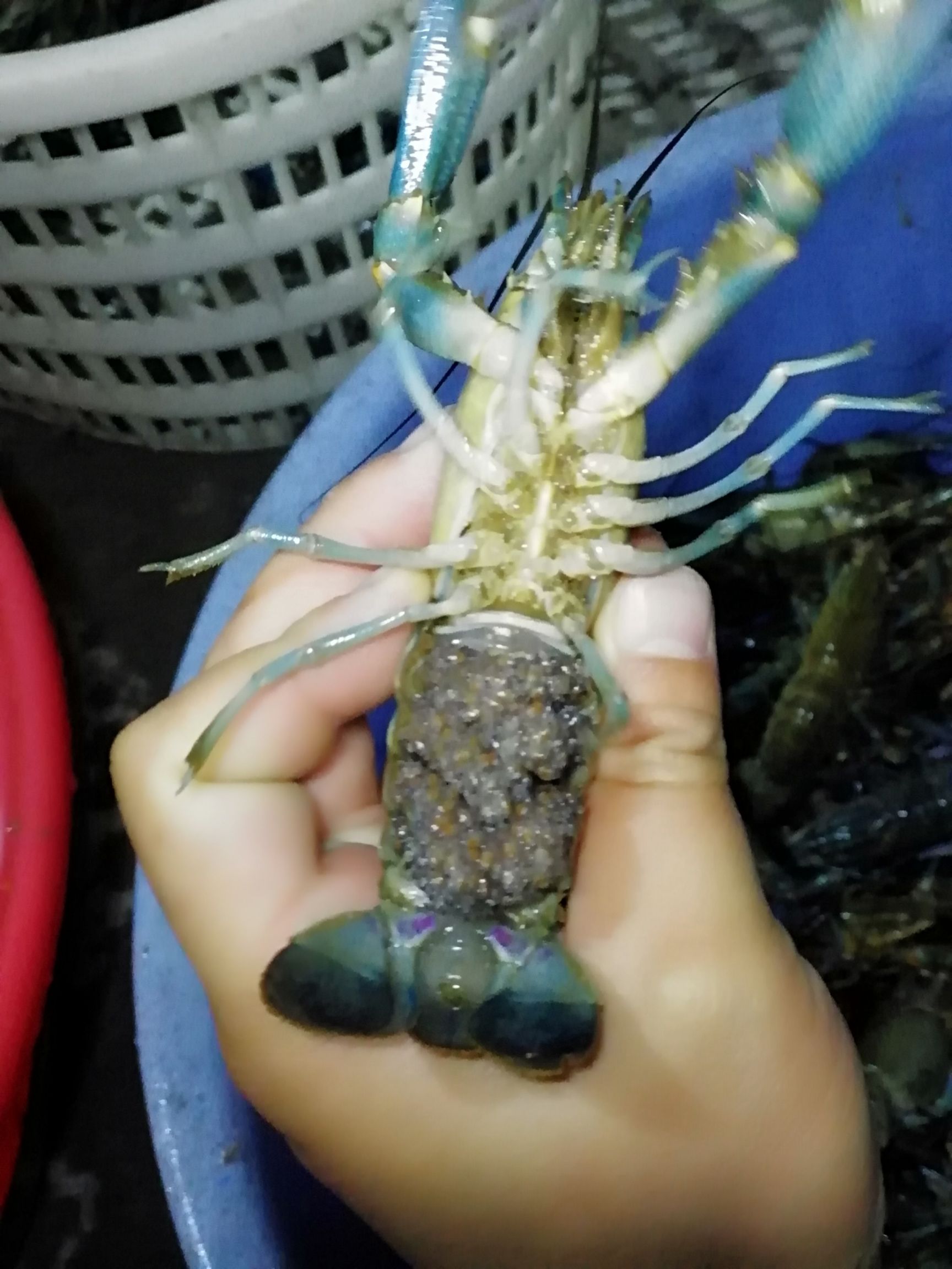 澳洲淡水小龙虾