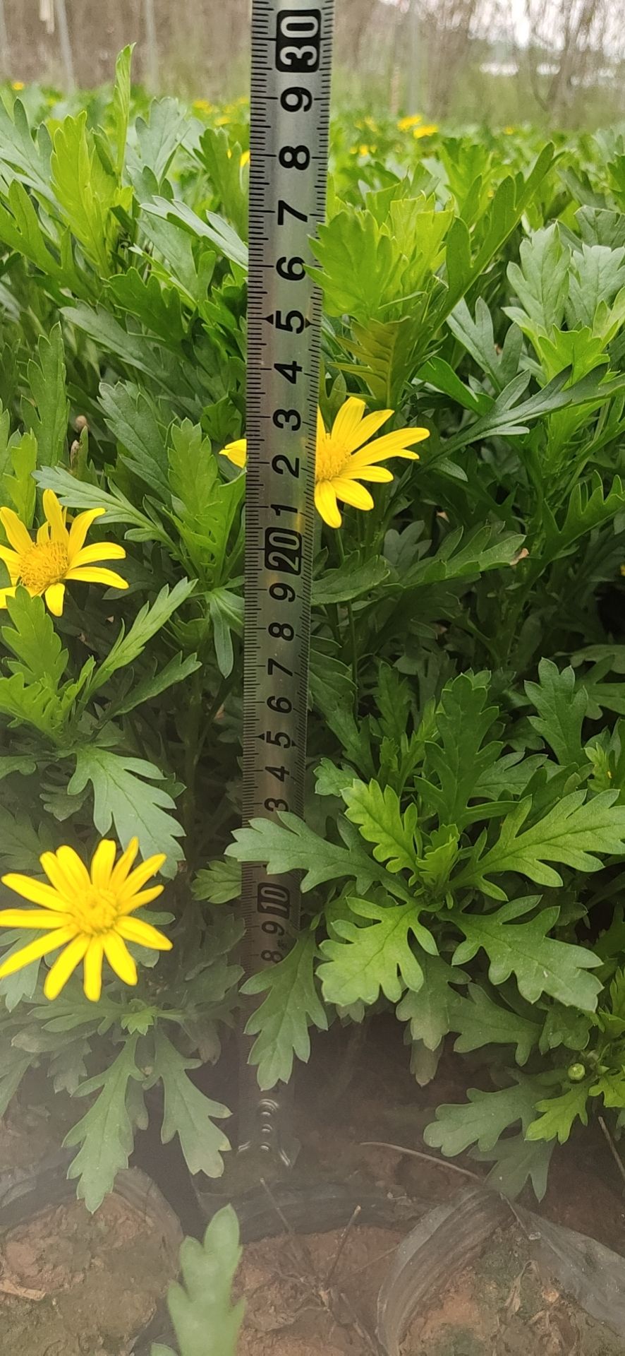 菊花苗  木春菊，价优苗好，数量大。