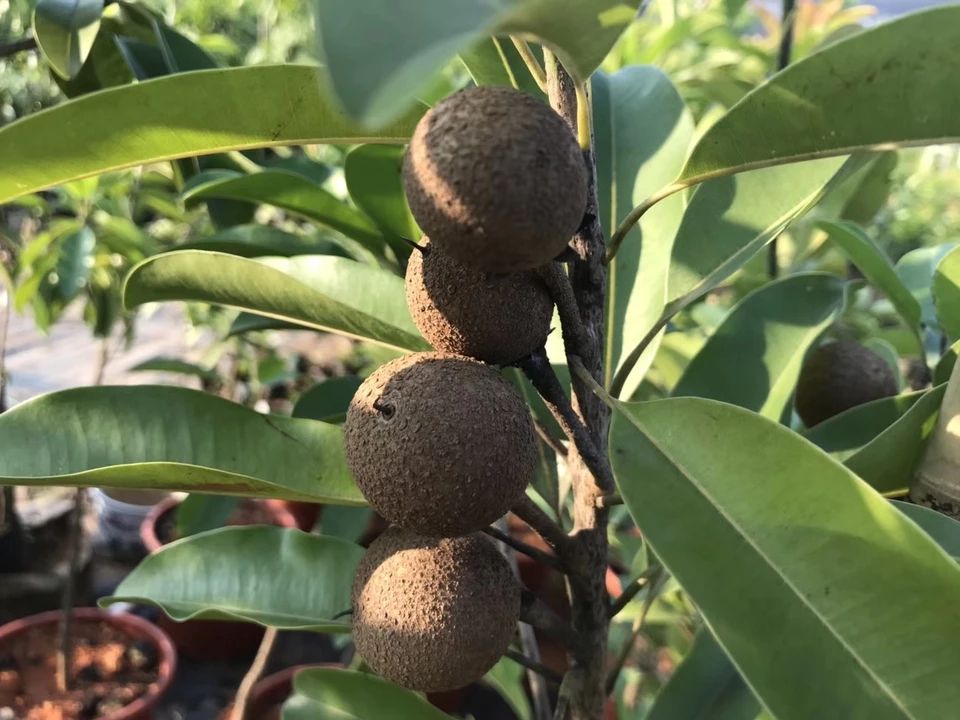 人心果树苗 人心果苗四季南方种植越南果树苗当年结果盆栽地栽人参果带果发货