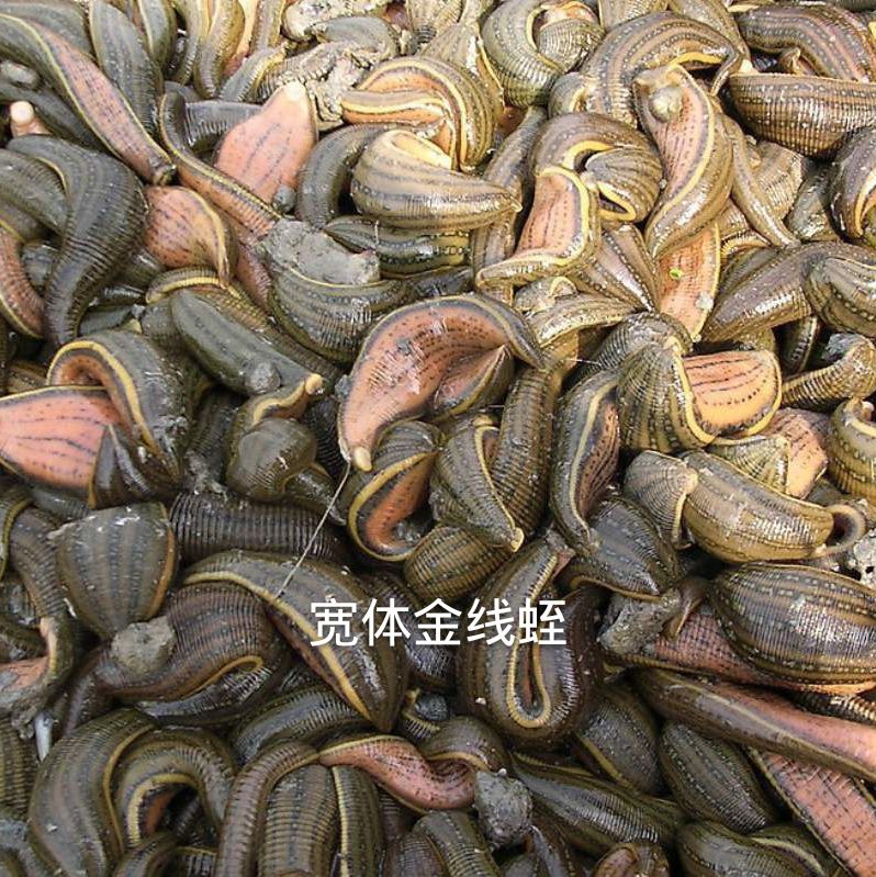 日本医蛭  医蛭蚂蟥购销，投资少，周期短，收益快