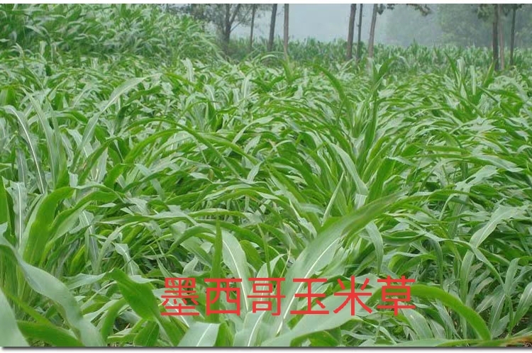 沭阳县 墨西哥玉米草种子牧民养殖专用饲料玉米草