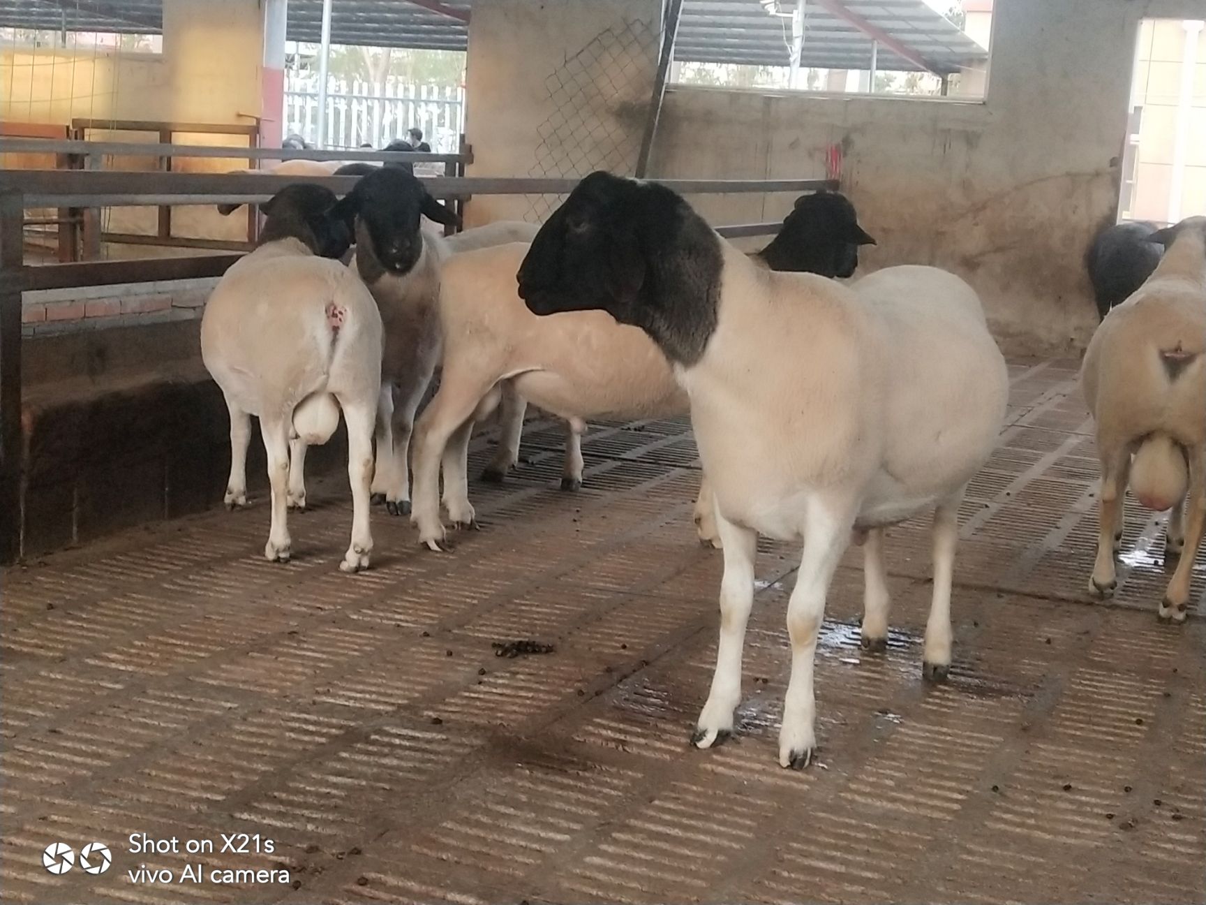  出售纯种杜波绵羊