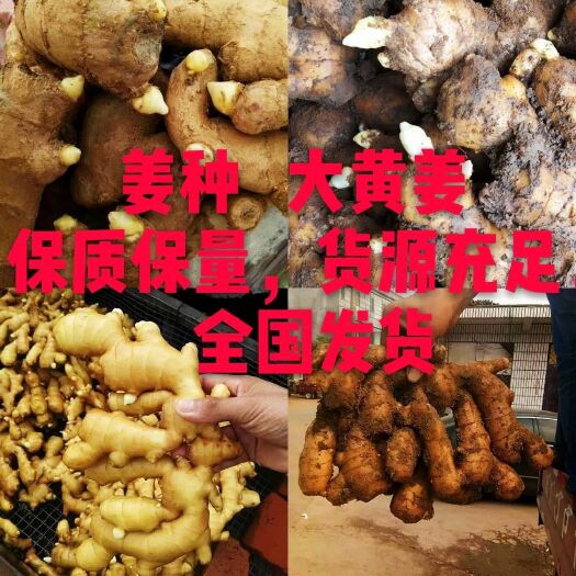 昆明 姜种，优质 368高产王，大黄姜，小黄姜