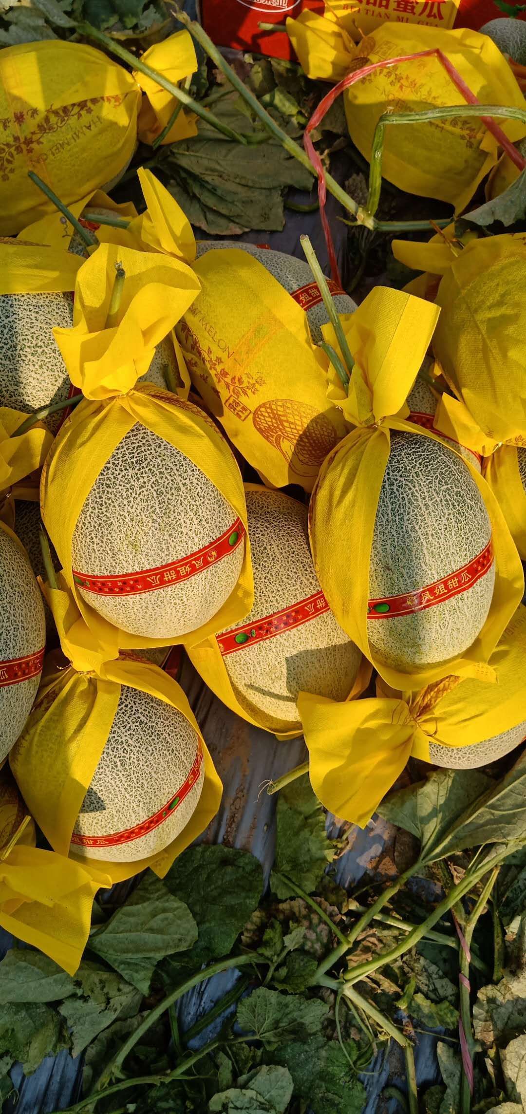 晓蜜25号  海南香小蜜25号、海南哈密瓜大量供应上市中