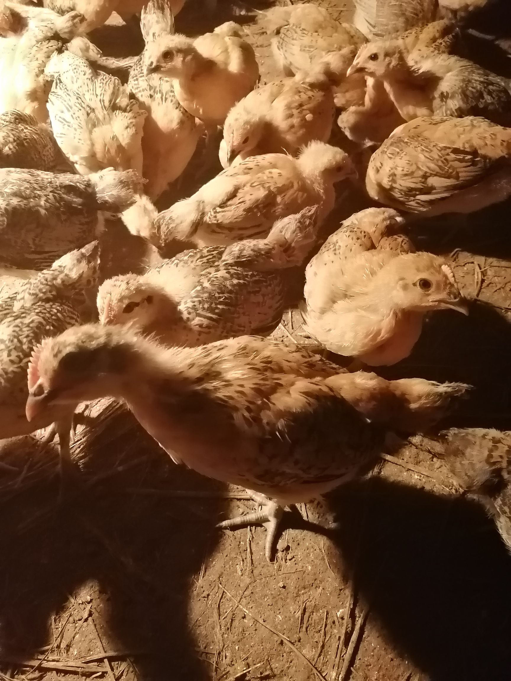 脱温红羽380鸡苗 母