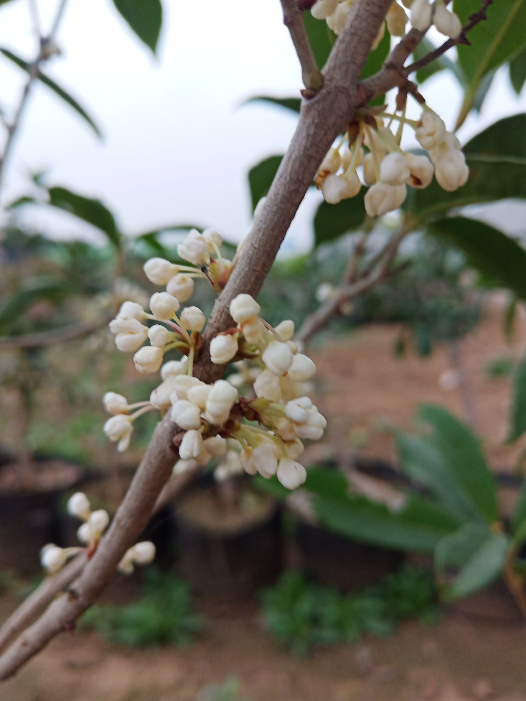 地笼桂花 销售桂花