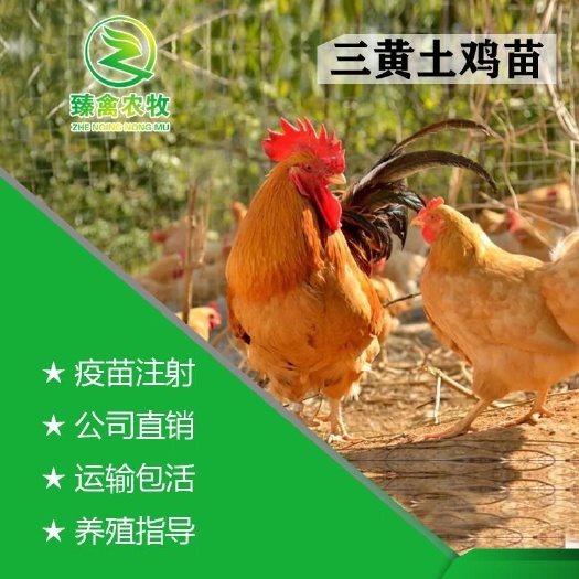 南宁 三黄鸡苗  出壳包打疫苗。运输包活