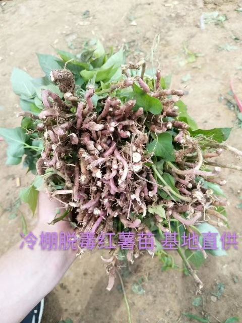 山西地区秦五，商薯19，哈密，西瓜红脱毒薯苗