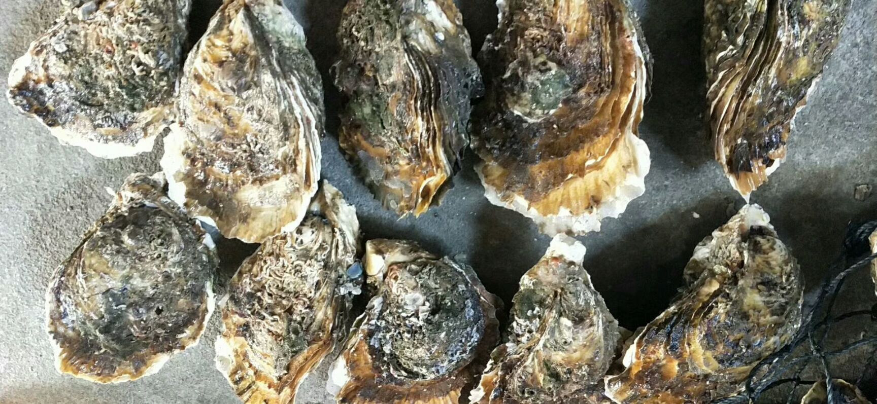 诏安湾生蚝 开始土蚝生活咯   大包装