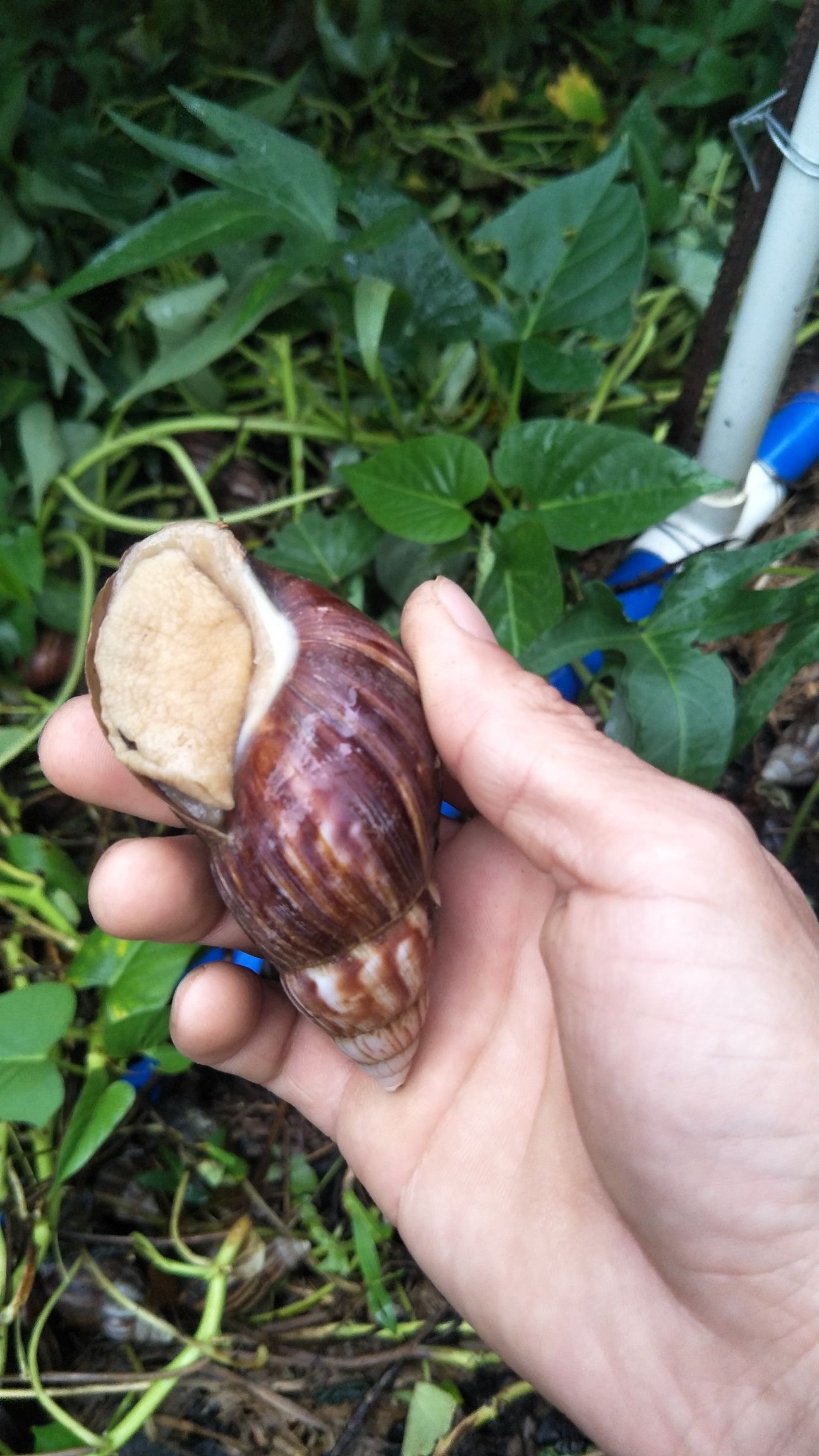  白玉蜗牛，种苗