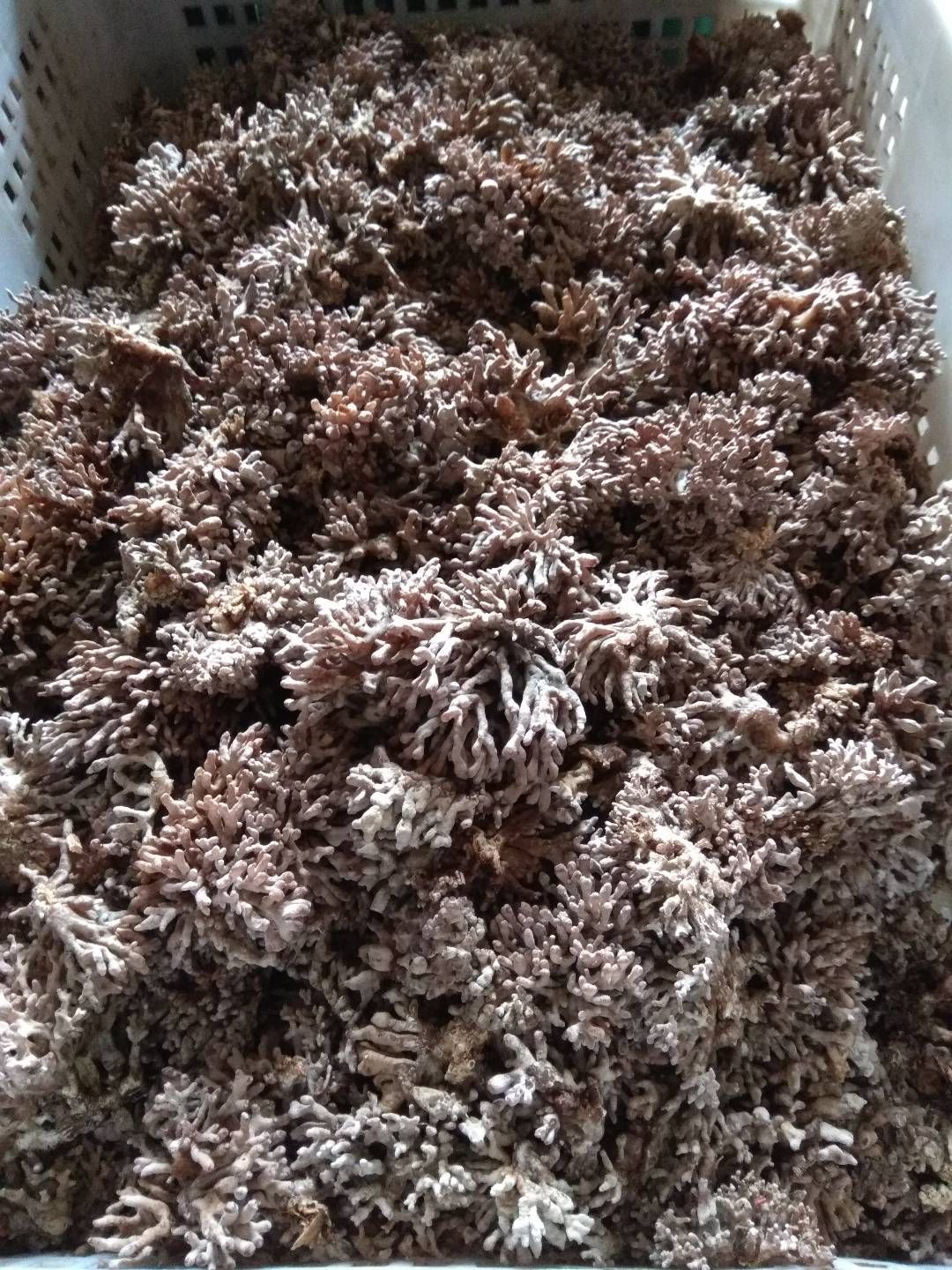 新鲜
龙爪菇   有量有品质  快递送达