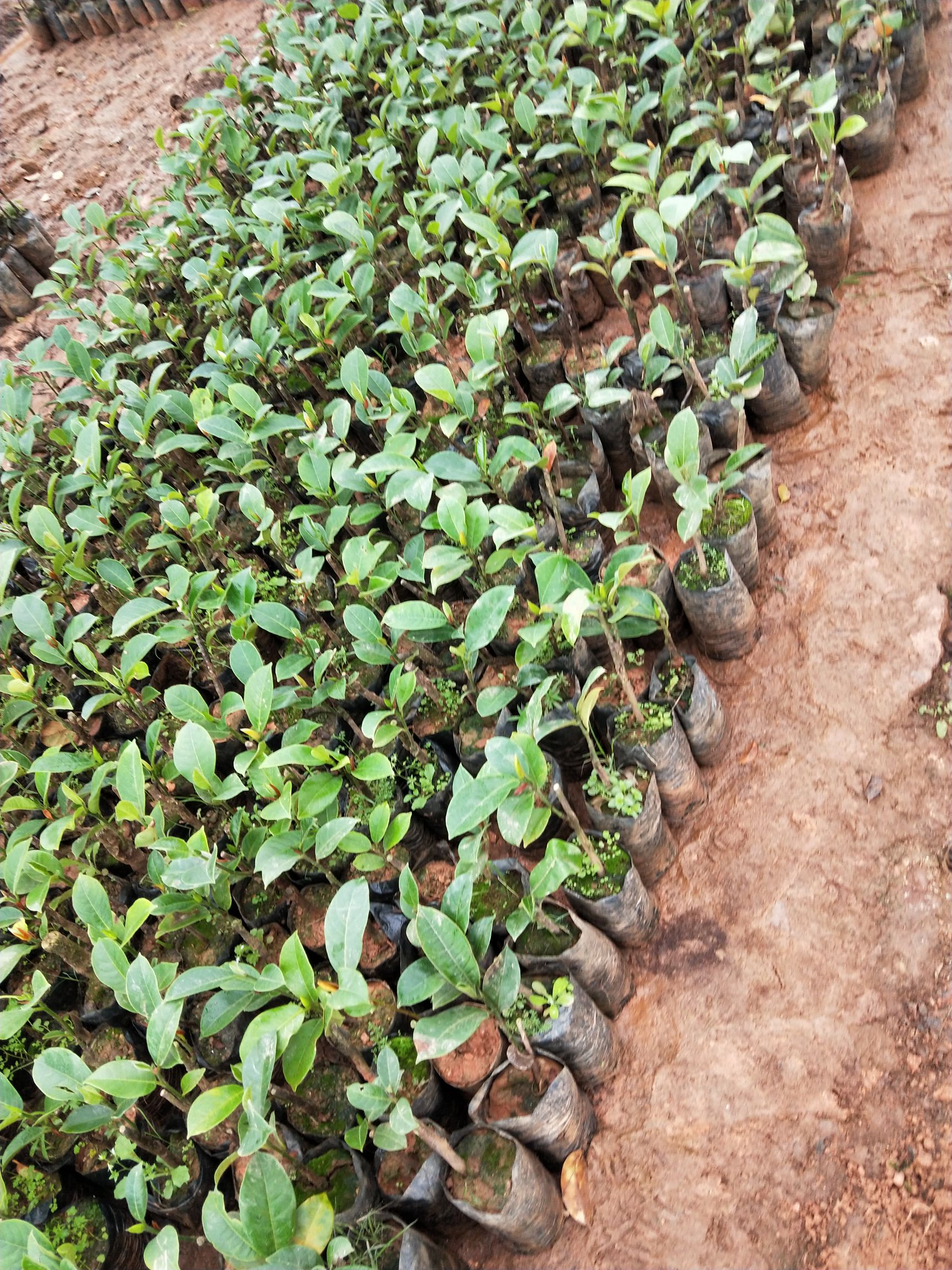 泰国榴莲苗 留连苗