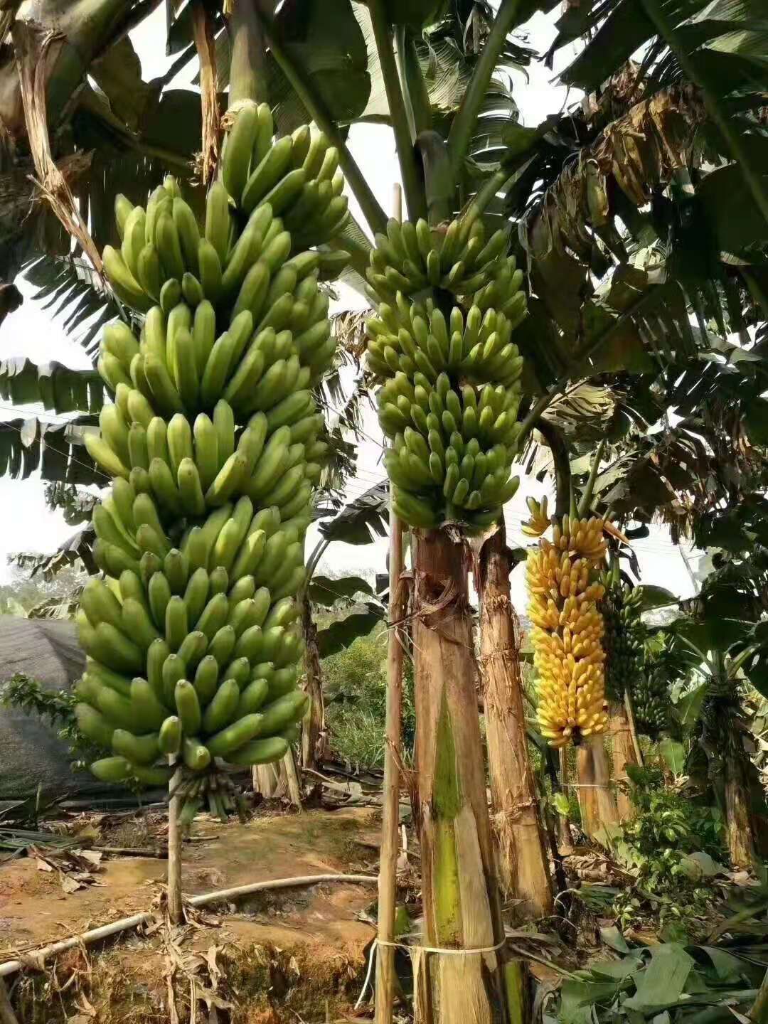  香蕉苗 威廉斯B6香蕉  产品高