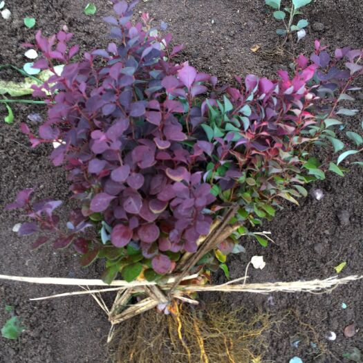 大量批发 寒地 紫叶小檗 红叶小檗播种苗 品种纯度高 质量