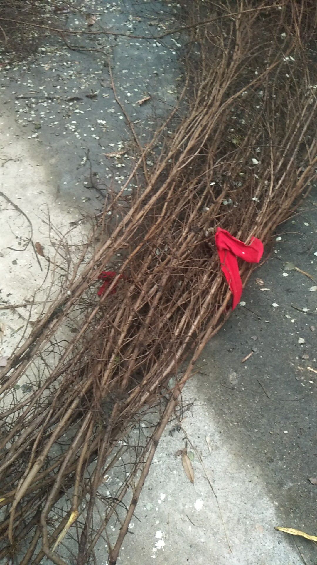 蔓荆子苗 江西单叶蔓荆子枝条