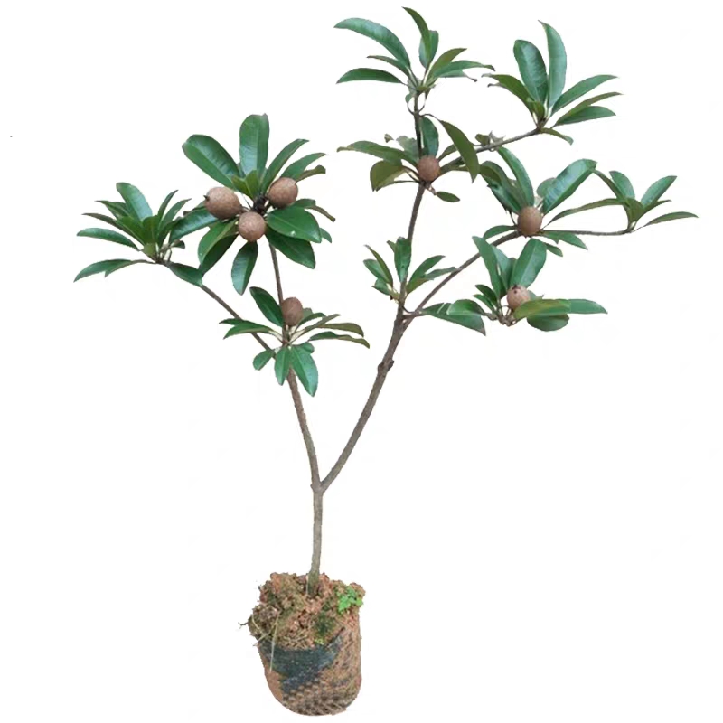 人心果树苗 人心果苗四季南方种植越南果树苗当年结果盆栽地栽人参果带果发货